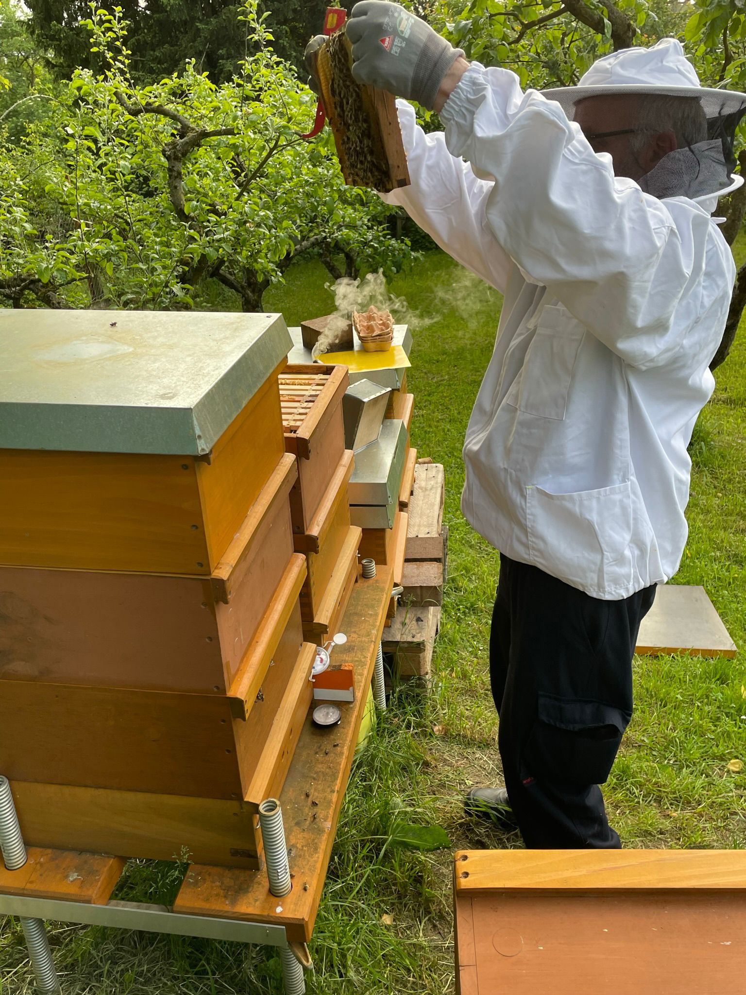 Bienen auf Wiese