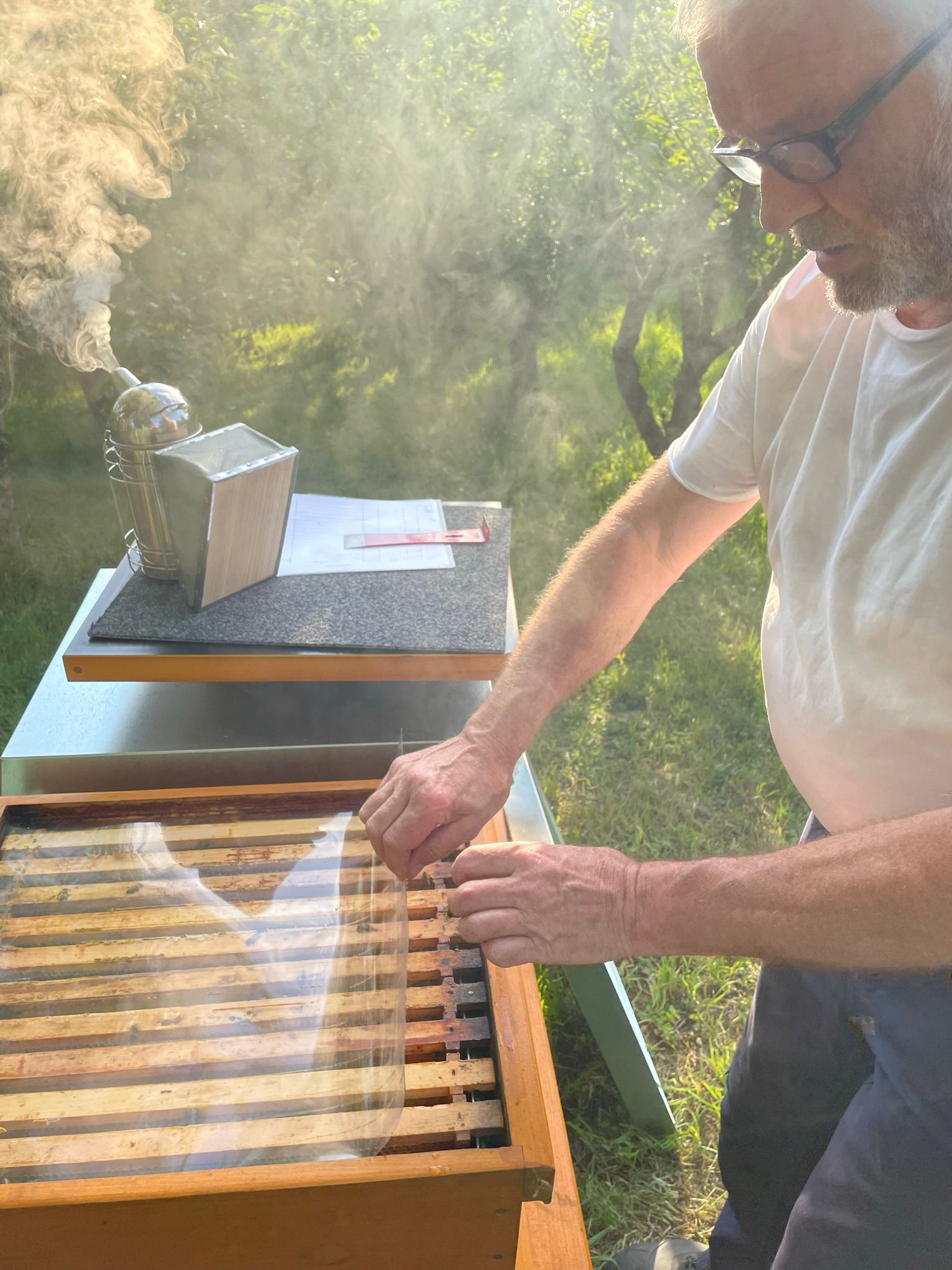 Bienen auf Wiese