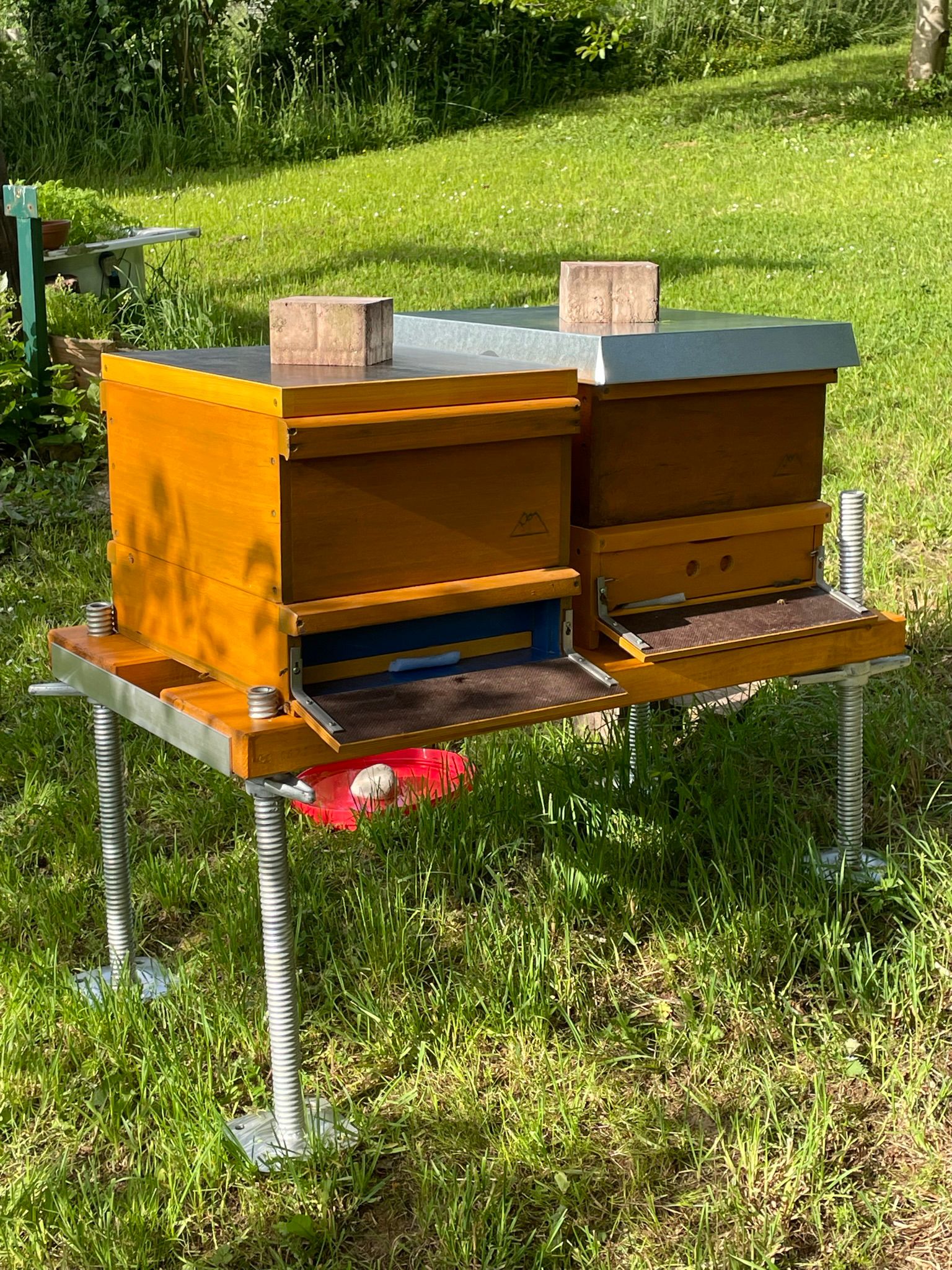 Bienen auf Wiese