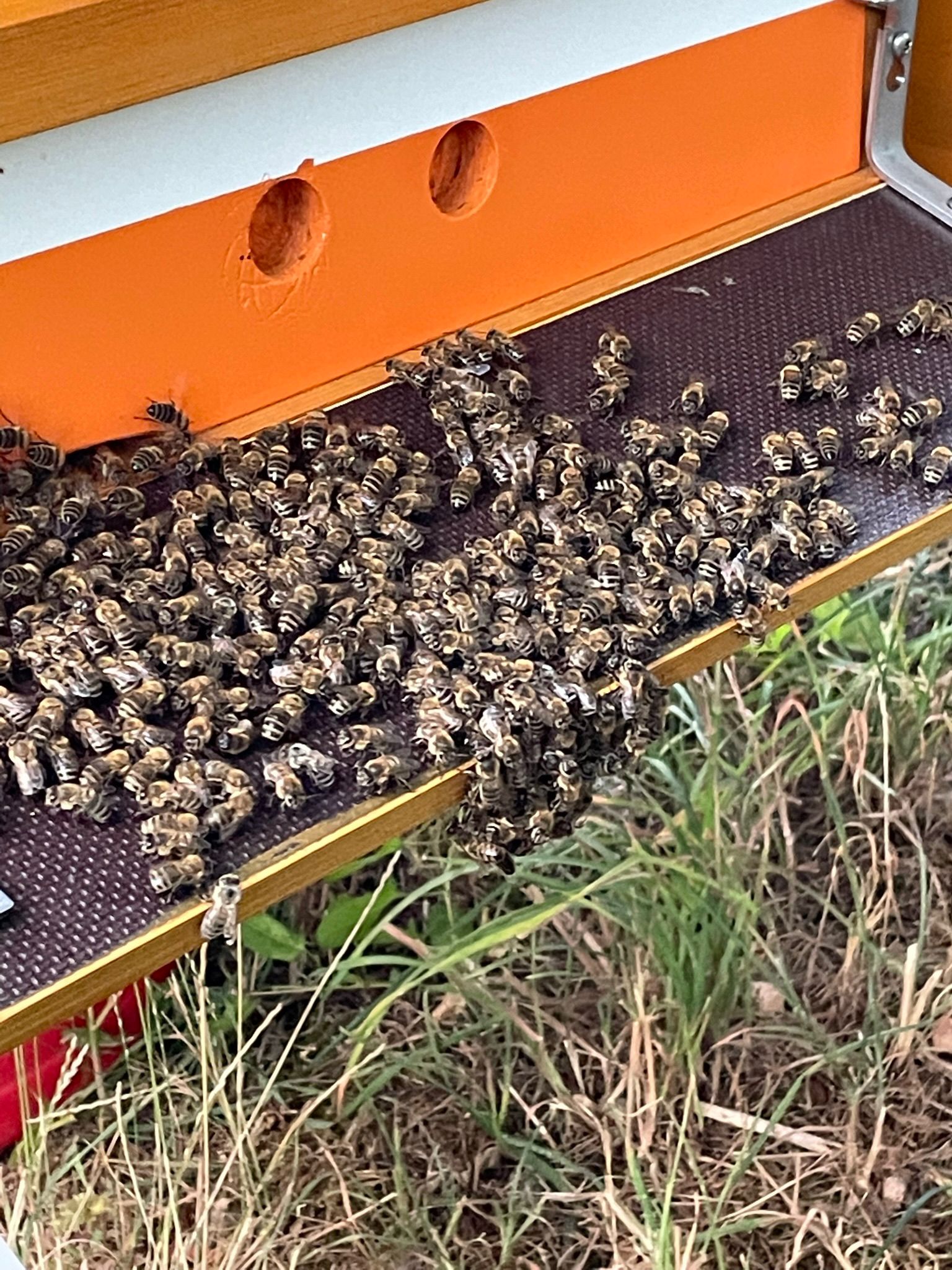 Bienen auf Wiese