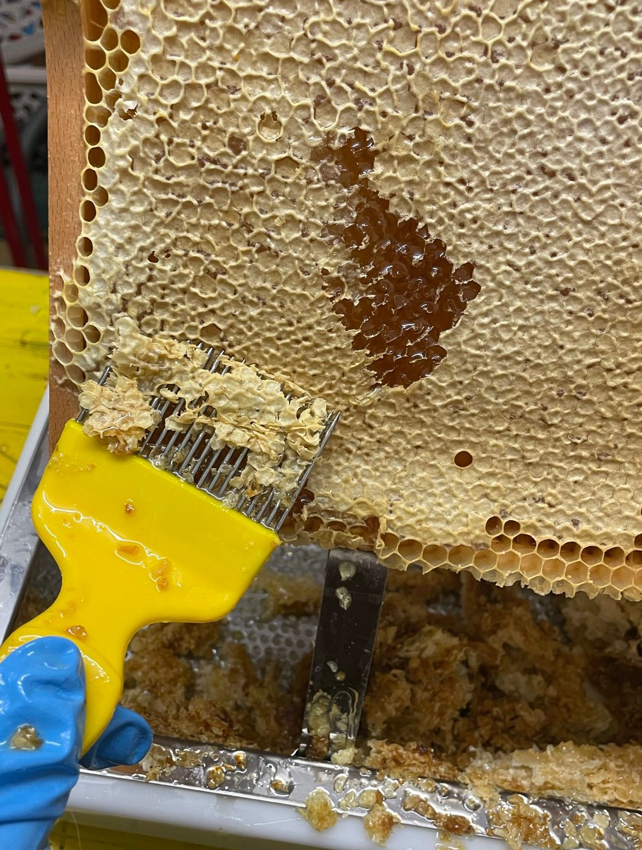 Bienen auf Wiese