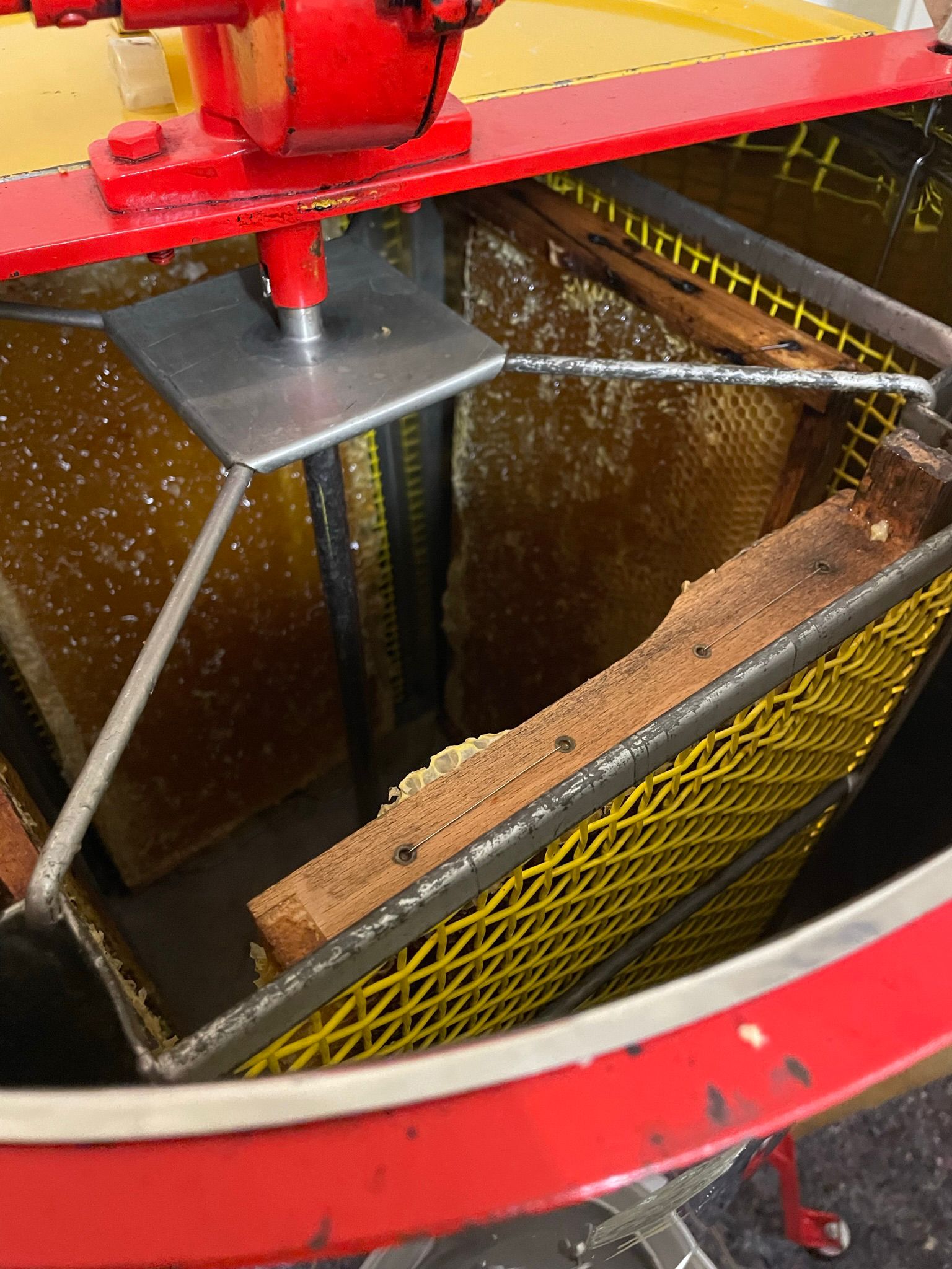 Bienen auf Wiese