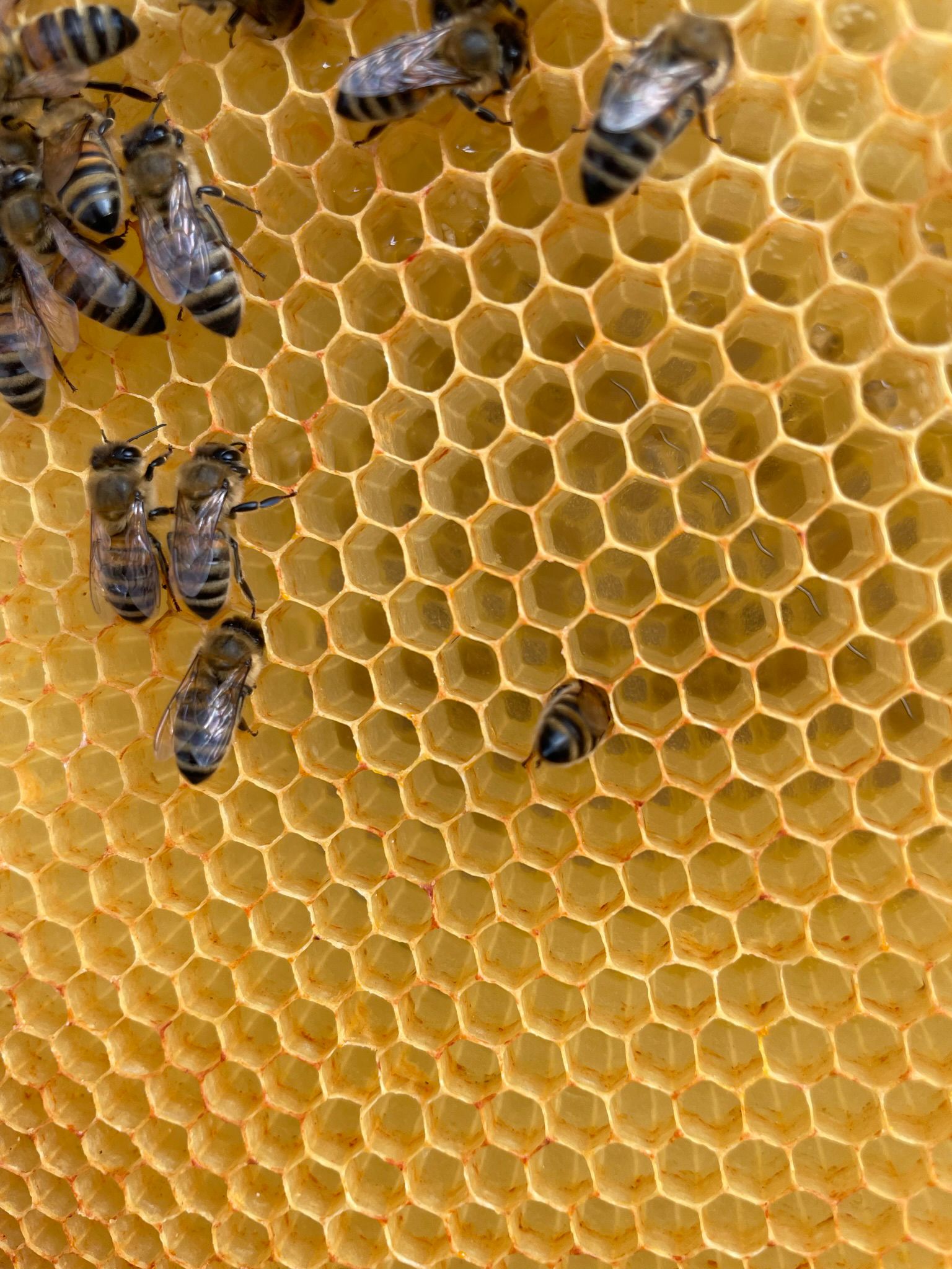 Bienen auf Wiese
